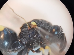 Brachymeria tibialis