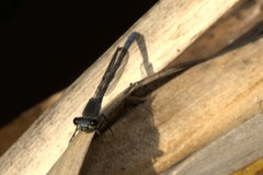 Pseudagrion draconis