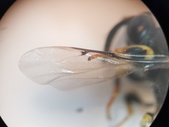 Brachymeria tibialis