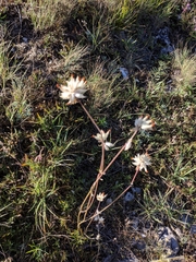 Anthyllis vulneraria boissieri