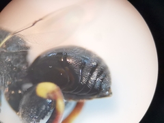 Brachymeria tibialis