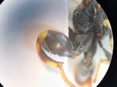 Brachymeria tibialis