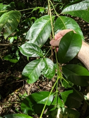Melicope elleryana