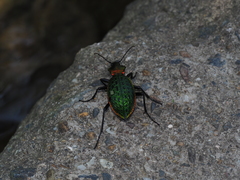 Carabus lafossei