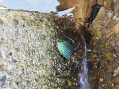 Carabus lafossei