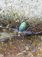 Carabus lafossei