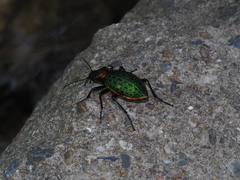 Carabus lafossei