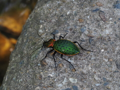 Carabus lafossei