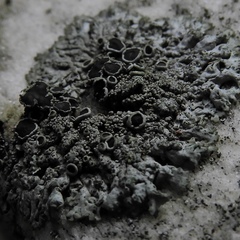 Phaeophyscia decolor