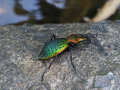 Carabus lafossei