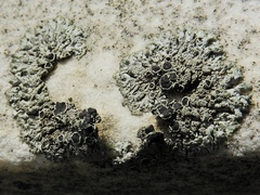 Phaeophyscia decolor