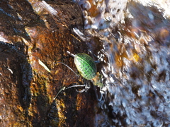Carabus lafossei