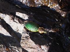 Carabus lafossei