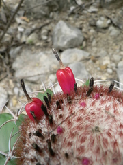 Melocactus