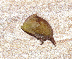 Muraltia muirii