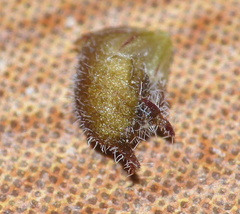 Muraltia muirii