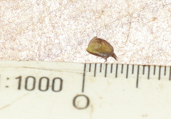 Muraltia muirii