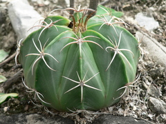 Melocactus