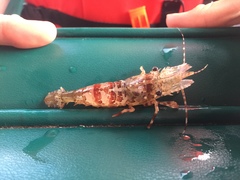 Lebbeus groenlandicus