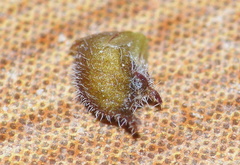 Muraltia muirii