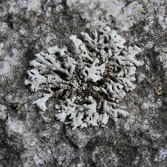 Physcia dubia