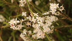 Struthiola myrsinites