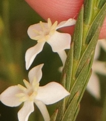 Struthiola myrsinites