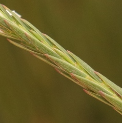 Struthiola myrsinites