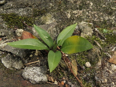 Cyclopogon elatus