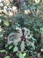 Clematis reticulata