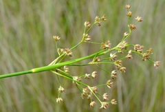 Juncus oxycarpus