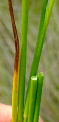 Juncus oxycarpus