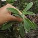 Gnaphalium elegans - Photo (c) Mateo Hernandez Schmidt, some rights reserved (CC BY-NC-SA), uploaded by Mateo Hernandez Schmidt
