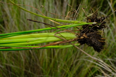 Juncus oxycarpus