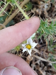 Solanum hoplopetalum