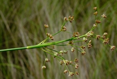 Juncus oxycarpus