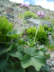 Adenostyles alliariae