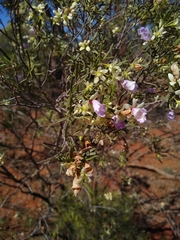 Eremophila sturtii