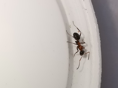 Formica rufibarbis