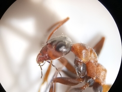 Formica rufibarbis