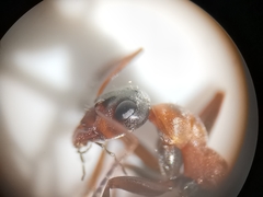 Formica rufibarbis