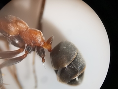 Formica rufibarbis
