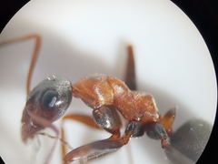 Formica rufibarbis