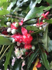Ochna serrulata