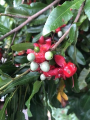 Ochna serrulata