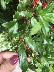 Ochna serrulata