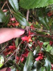 Ochna serrulata