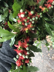 Ochna serrulata