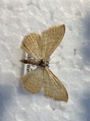 Idaea consanguinaria