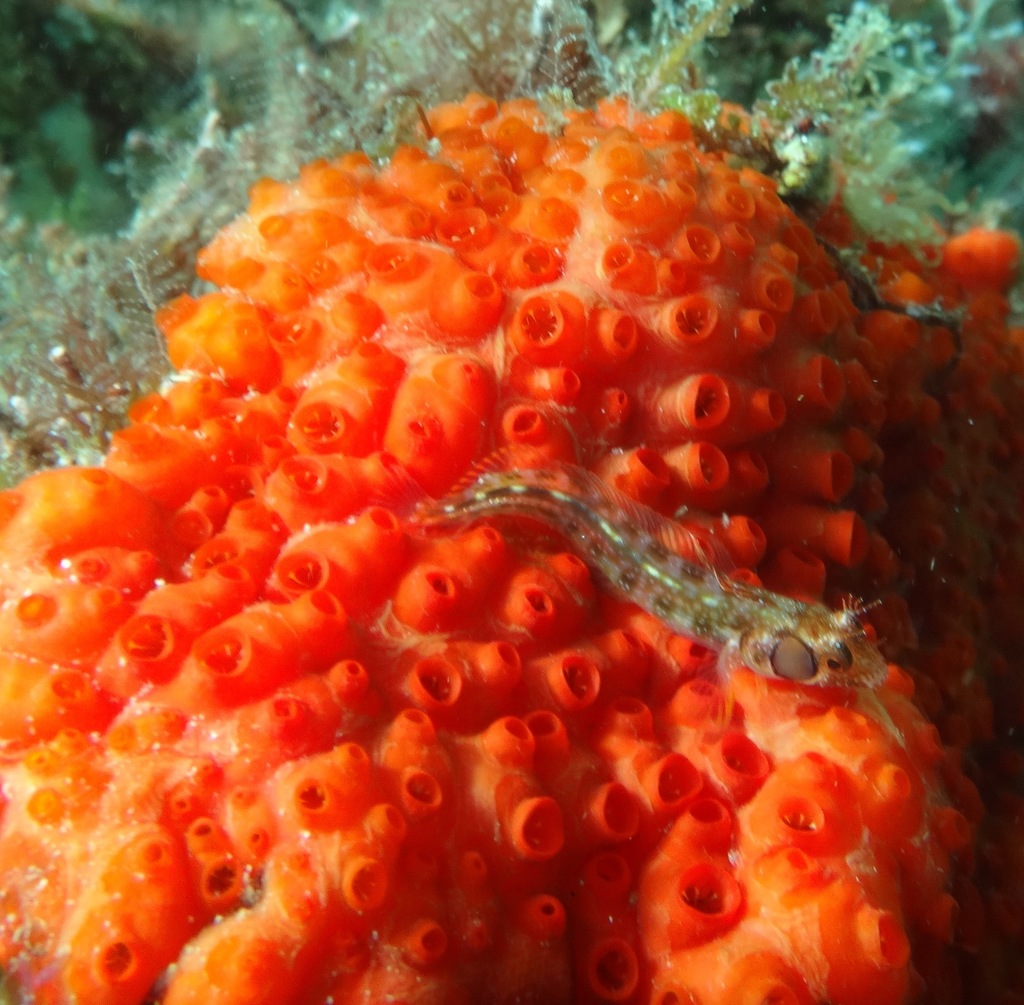 Browncheek Blenny